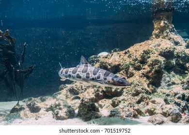 leopard shark drawing