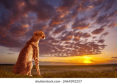 Leopard in shroud. Wild cat sits at sunset. Leopard on picturesque background. Predator looks around in search prey. Wild world Africa. Leopard in evening savannah. Fauna of Kenya. Safari in Africa - Powered by Shutterstock