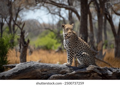  leopard sits majestically on a log, surveying the vast expanse of Botswana's Okavango Delta. This wildlife image captures the grace and beauty of Africa's iconic predator in its natural habitat.