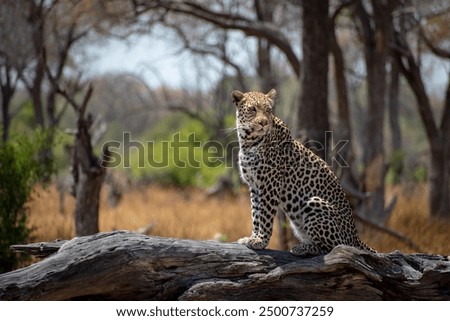  leopard sits majestically on a log, surveying the vast expanse of Botswana's Okavango Delta. This wildlife image captures the grace and beauty of Africa's iconic predator in its natural habitat.