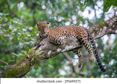 Leopard sitting on a branch