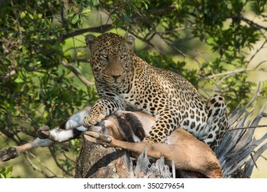 leopard sitting on top of a kill in a tree