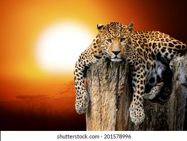 Leopard Sitting On A Tree