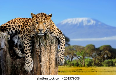 Leopard sitting on a tree on a background of Mount Kilimanjaro