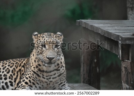 The leopard is a sleek, powerful big cat found in Africa and Asia, known for its spotted coat and remarkable adaptability. A solitary hunter, it excels at climbing, swimming, and stealth.