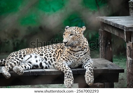 The leopard is a sleek, powerful big cat found in Africa and Asia, known for its spotted coat and remarkable adaptability. A solitary hunter, it excels at climbing, swimming, and stealth.