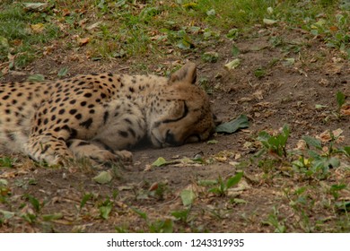 leopard is sleeping