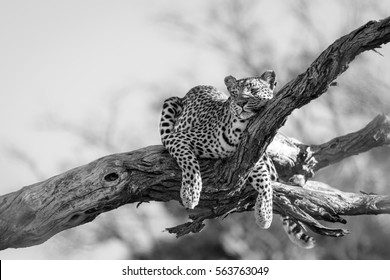 Leopard sleeping a  dead tree