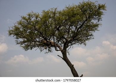 Leopard sleeping on branch of acacia tree with background of clouds and sky in Serengeti, Africa