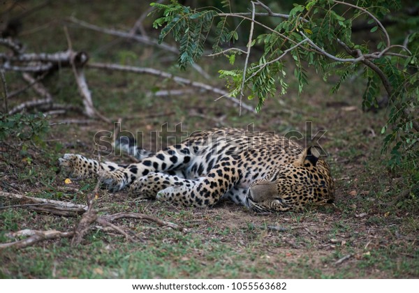 Leopard sleeping on the\
ground