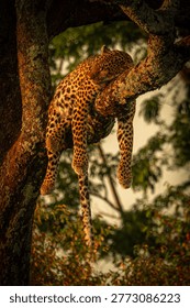 Leopard sleeping on tree branch in forest