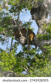 Leopard sleeping on a tree image captured in Kumana National Park, Sri Lanka