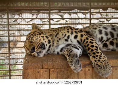 the leopard sleeps on a wooden surface. wild cat of the Savannah close-up