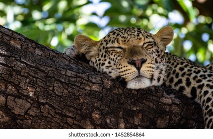 A Leopard sleeps in the shade of the tree on the Chobe Riverfront in the Chobe National Park in northern Botswana 