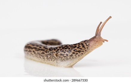 Leopard Slug Close Up Showing Mantle, Tentacles And Pneumostome, A Breathing Pore.