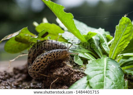 Leopard slug exploring green plants, Limax maximus, great grey slug, keeled slug, limacidae, macro closeup detail, showing optical tentacles