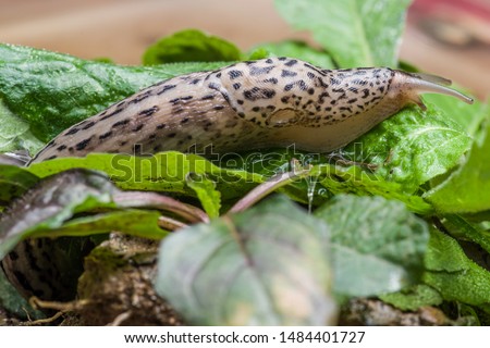 Leopard slug exploring green plants, Limax maximus, great grey slug, keeled slug, limacidae, macro close-up detail, showing optical & sensory tentacles, mantle and Pneumostome