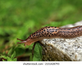 Slug eyes Images, Stock Photos & Vectors | Shutterstock