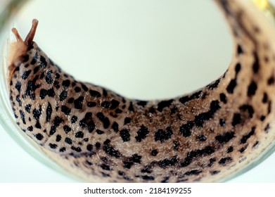 Leopard Slug In Jar Macro 