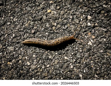 Leopard slug, also known as Limax Maximus or Great Grey Slug, crossing a gravel driveway.  It is among the largest keeled slugs.  Native to Europe but found elsewhere, this one in Northeast USA. 