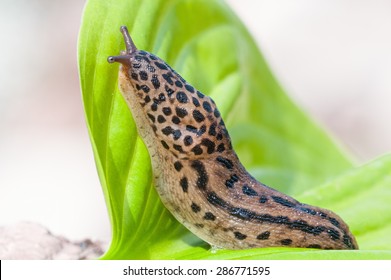 Leopard Slug On Hosta Leaf