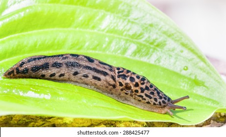 Leopard Slug On Hosta Leaf