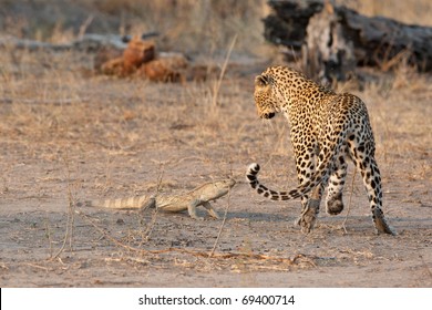 Leopard, South Africa - Shutterstock ID 69400714