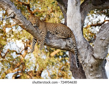 Leopard In South Luangwa, Zambia Resting In A Tree After A Fight