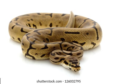 20,477 Python isolated snake Images, Stock Photos & Vectors | Shutterstock