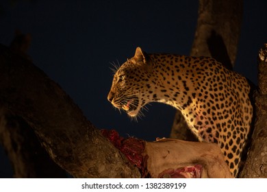 Leopard in the spotlight at night