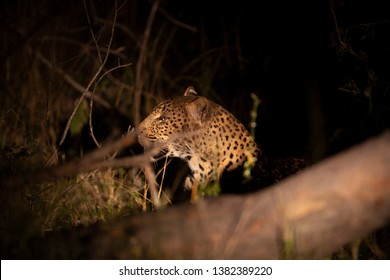 Leopard in the spotlight at night