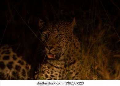 Leopard in the spotlight at night