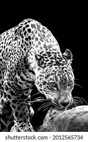 Leopard Stalking In Black And White.