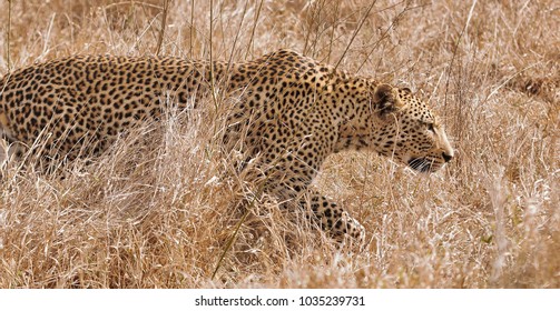 Stalking Leopard Images, Stock Photos & Vectors  Shutterstock