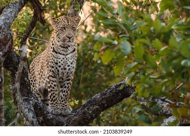 Leopard Stalking Impala From Tree