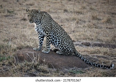 3,760 Leopard stalking Images, Stock Photos & Vectors | Shutterstock