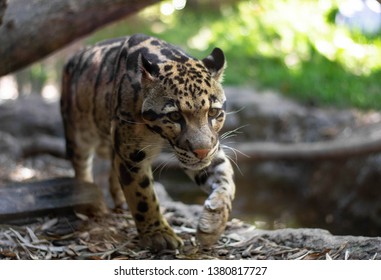 471 Clouded leopard head Images, Stock Photos & Vectors | Shutterstock