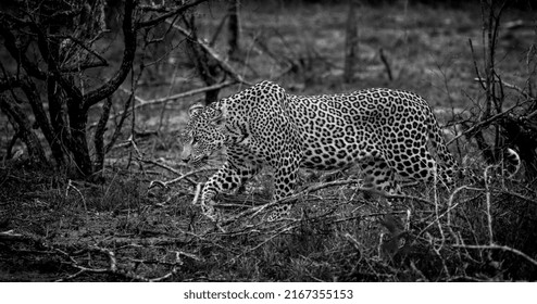 Leopard Stalking Through The Bush