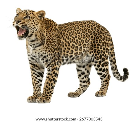 Leopard Standing Alert Roaring Expression Isolated on White Background