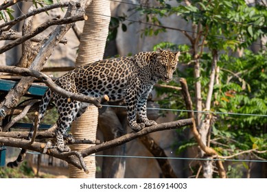 Leopard standing alertly on tree branches inside a natural enclosure with dense foliage
