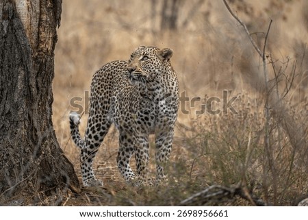 Leopard standing at the base of a tree looking at its kill stashed in the upper branches