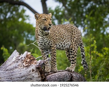 Leopard standing on dead tree trunk