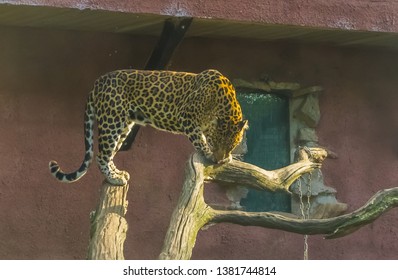 Leopard standing on two tree trunks, big wild cat from Africa, Vulnerable animal specie