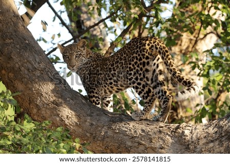 Leopard standing in a tree, Lower Zambezi, Zambia