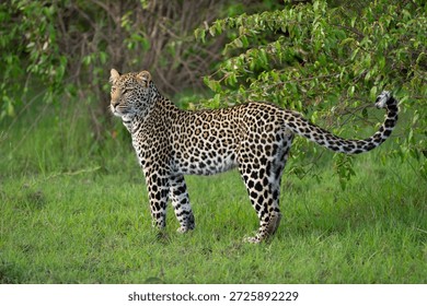 Leopard stands staring in clearing by bushes