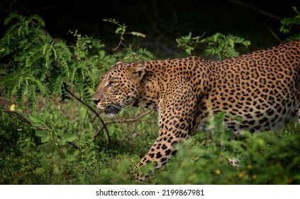 8,778 Leopard staring Images, Stock Photos & Vectors | Shutterstock