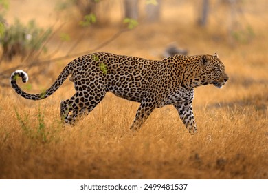 Leopard sunset walk. Leopard, Panthera pardus shortidgei, nature habitat, big wild cat in the nature habitat, sunny day on savannah, Khwai River, Moremi Botswana. Wildlife nature. Africa wildlife. - Powered by Shutterstock