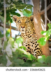 Leopard surveying the menu from a Sausage tree