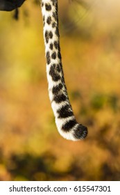 Leopard Tail (Panthera Pardus), Africa, Botswana, Tuli Block