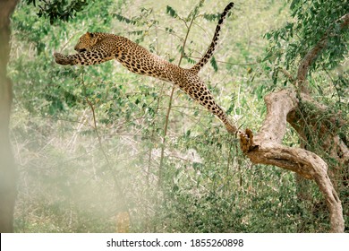 A Leopard That Jumps Fast To Hunt 